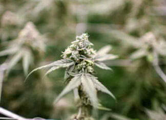 Legislators to Renew Push to Tighten Cannabis Usage