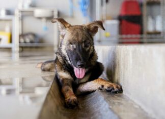Stray puppy becomes millionth animal to be neutered and vaccinated by Soi Dog Foundation