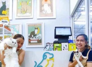 Peturday: Elevating Pet Care in Pratumnak, Pattaya