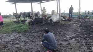 Lightning Strikes Claim Lives of 5 Cows in Phetchabun, Owner Devastated
