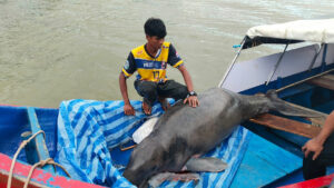 Large Stranded Female Dugong Discovered at Satun’s Ban Ko Raya Beach