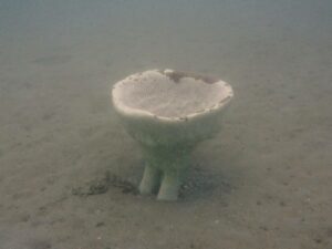 Extremely Rare Neptune’s Cup Sponge Rediscovered in Pattaya Sea