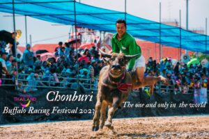 Chonburi Holds Unique Century Old Buffalo Races