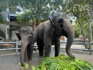 Khao Kheow Open Zoo to Celebrate 5th Birthday of Thailand’s Second Hybrid Elephant “Nong Saen Rak”