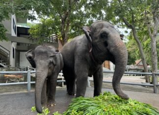 Khao Kheow Open Zoo to Celebrate 5th Birthday of Thailand’s Second Hybrid Elephant “Nong Saen Rak”