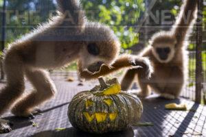 Tigers, Elephants, and Monkeys Enjoy Pumpkin Treats for Halloween at Wildlife Rescue Centre