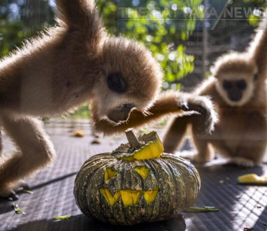 Тигры, слоны и обезьяны наслаждаются тыквенными угощениями на Хэллоуин в Центре спасения дикой природы