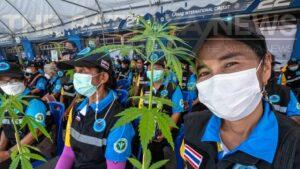 Thailand Wrestles with the Ripple Effects of Cannabis Decriminalisation