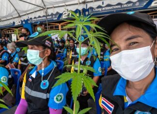Thailand Wrestles with the Ripple Effects of Cannabis Decriminalisation