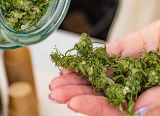 An Open Letter: Navigating Thailand’s Cannabis Crossroads: A Pragmatic Path Towards a Global Innovation Hub