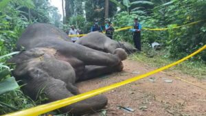 Two Wild Elephants Electrocuted to Death by Electric Fence in Surat Thani