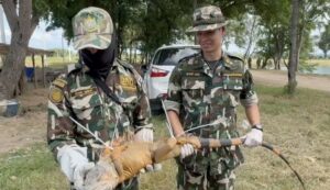 Surging Iguana Population Threatens Lopburi Agriculture, Thai Officials Take Urgent Measures