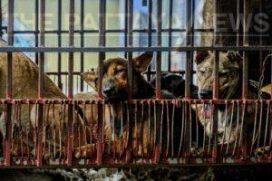 Teachers, medical practitioners join fight to end dog and cat meat trade in Vietnam