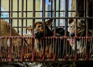 Учителя и практикующие врачи присоединяются к борьбе за прекращение торговли мясом собак и кошек во Вьетнаме