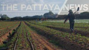 20,000 Thais Still in Israel Due to Financial Commitment