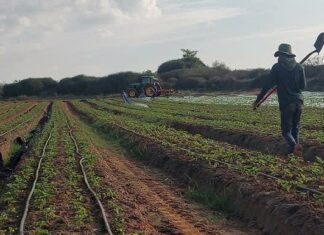 20,000 Thais Still in Israel Due to Financial Commitment