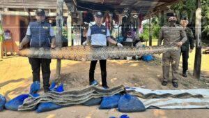 Thai Authorities Seize Illegal Python Skins and Carcasses in Phichit Raid