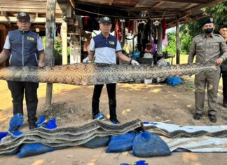 Thailändische Behörden beschlagnahmen illegale Pythonhäute und -kadaver bei Phichit-Razzia