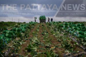 Thailand Cracks Down on Illegal Employment in South Korea