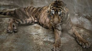 Rescue Operation: Emaciated Tigers and Leopards Transferred from Mukdahan Zoo for Urgent Care