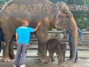 Nong Nooch Pattaya Garden Welcomes New Baby Elephant