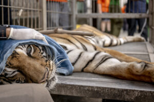 Emaciated, Twenty-Year-Old Tiger Among 15 Big Cats Saved from Tiger Farm in Thailand after Historic Rescue Mission