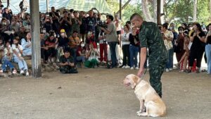 Royal Thai Army Auctions Trained Military Dogs: Labrador Fetches Highest Bid of 95,000 Baht