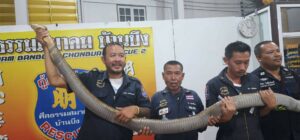 Colossal King Cobra Caught at Chonburi Golf Course