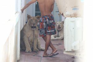 Briefly Escaped Lions in Chonburi Village Startle Residents