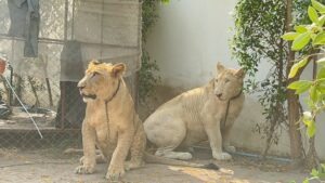 UPDATE: Chonburi Officials Confiscate Escaped Lions Kept as Pets in Residential Area
