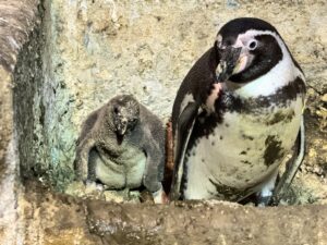 Khao Kheow Open Zoo Near Pattaya Welcomes Two New Penguin Chicks on National Childrens Day
