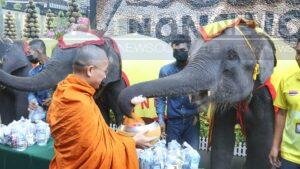 Elephants Bless the New Year at Nong Nooch Pattaya Garden