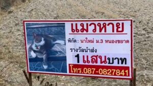 Elderly Woman in Chonburi Offers 100,000 Baht Reward for Missing Cat