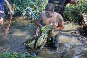 Panic in Chonburi as Crocodile Found Sunbathing Near Village Fish Pond