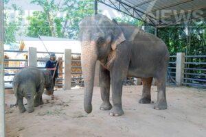 Phuket Authorities to Revoke Elephant Foundation License After Swiss Expat Allegedly Assaults Thai Woman
