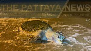 Dead Sea Turtle Washes Ashore on Jomtien Beach