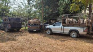 Massive Cattle Smuggling Operation Foiled at Thai-Myanmar Border, 128 Cows Seized