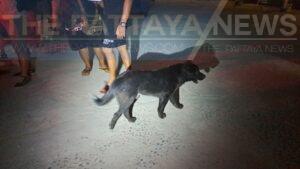 Dog Bite Leads to Massive Brawl With More Than Twenty People in Pattaya
