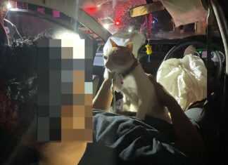 Hong Kong Tourist in Pattaya Crashes Car Into Power Pole After Smoking Cannabis, Found Sleeping Peacefully in Car with Pets