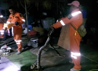 Гигантский питон пойман в Паттайе