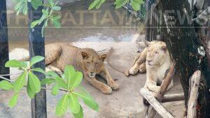 Pattaya Police and Park Rangers Raid Chinese Couple’s Home, Temporarily Seize Luxury Cars and Lions