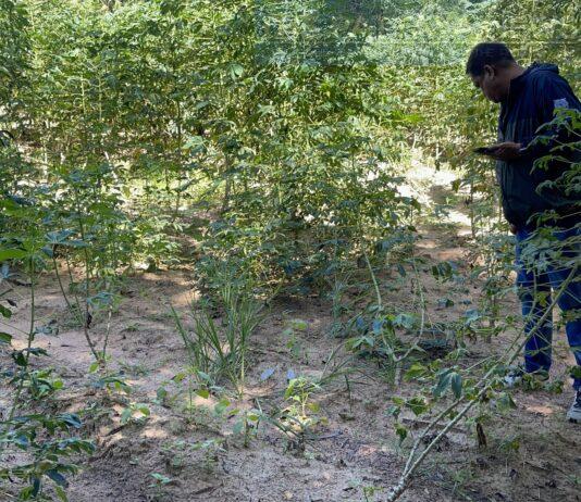 Pattaya Massage Therapist Escapes Rapist and Seeks Help from Local Resident