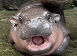 Теперь вы можете круглосуточно наблюдать за Му Дэном, вирусным детенышем бегемота, в прямом эфире из открытого зоопарка Кхао Кхео
