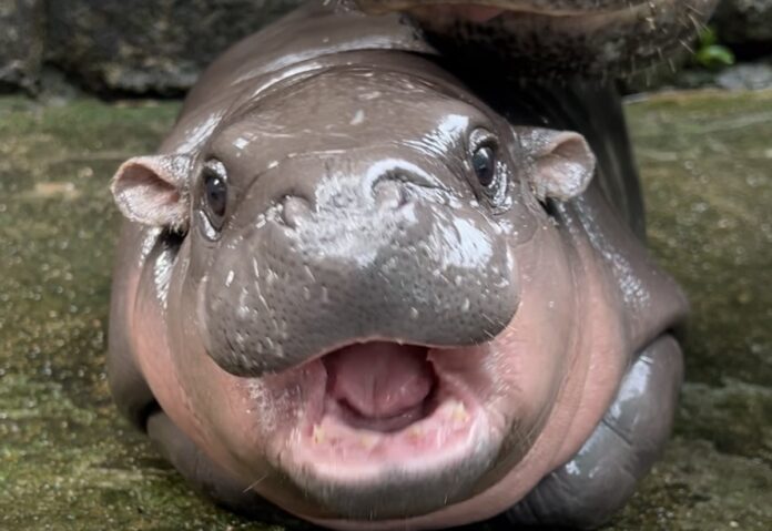 460338167_543284354878326_8062202962983340092_n