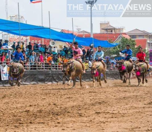 The 153rd Annual Chonburi Buffalo Racing Festival Coming Next Month!