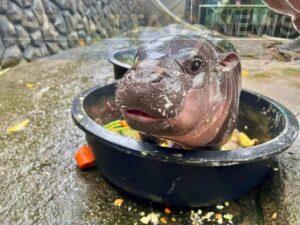 Khao Kheow Open Zoo near Pattaya Limits Viewing Sessions to 5 Minutes for Baby Hippo Moo Deng Due to Surge in Visitors
