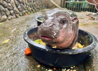 Internet Sensation Baby Hippo Moo Deng Brings Global Attention to Thai Zoo and Conservation Efforts
