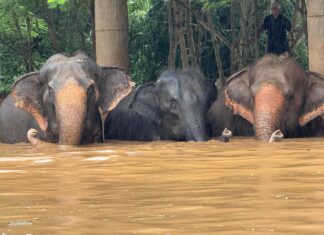 Severe Floods Struck Elephant Nature Park in Chiang Mai