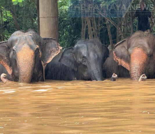 Schwere Überschwemmungen erschüttern den Elephant Nature Park in Chiang Mai