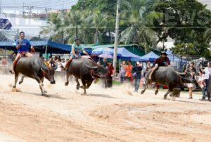 153rd Buffalo Racing Festival in Chonburi Draws Huge Crowds with Spectacular Parade